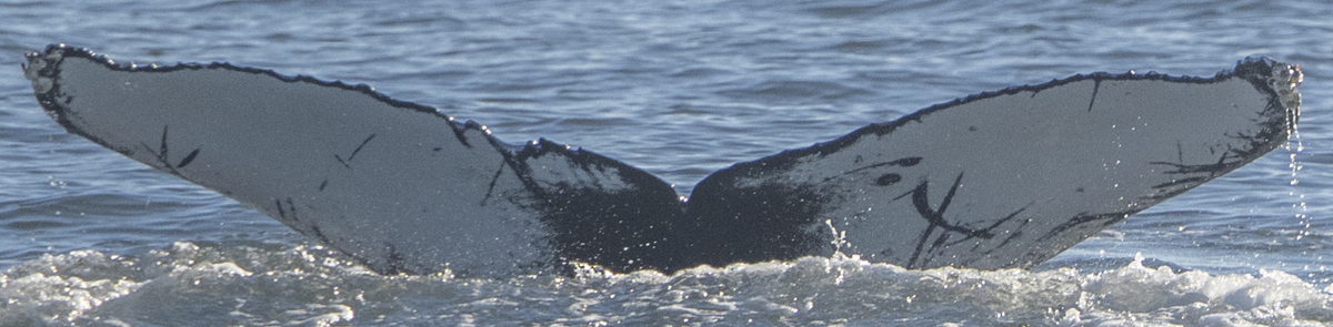 Fluke of Gael (California)