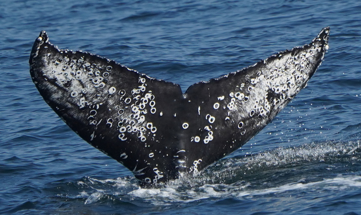 Fluke of CRC-23122