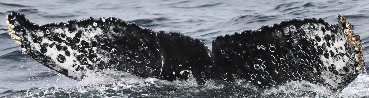Fluke of HW-MN0503964