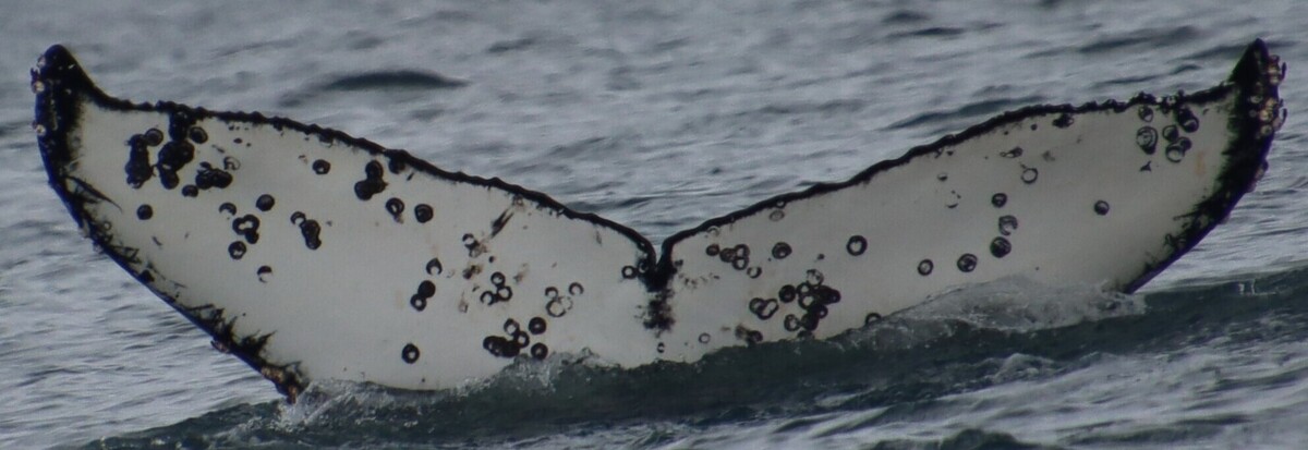 Fluke of HW-MN1308043