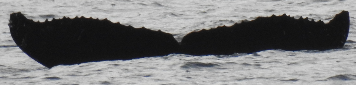 Fluke of HW-MN0440537