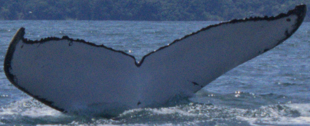 Fluke of BB Hays (Antarctica)