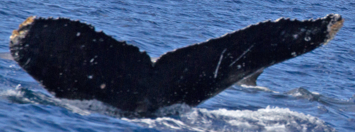 Fluke of HW-MN0440540