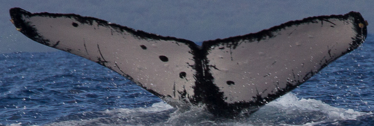 Fluke of Yahtzee (British Columbia)