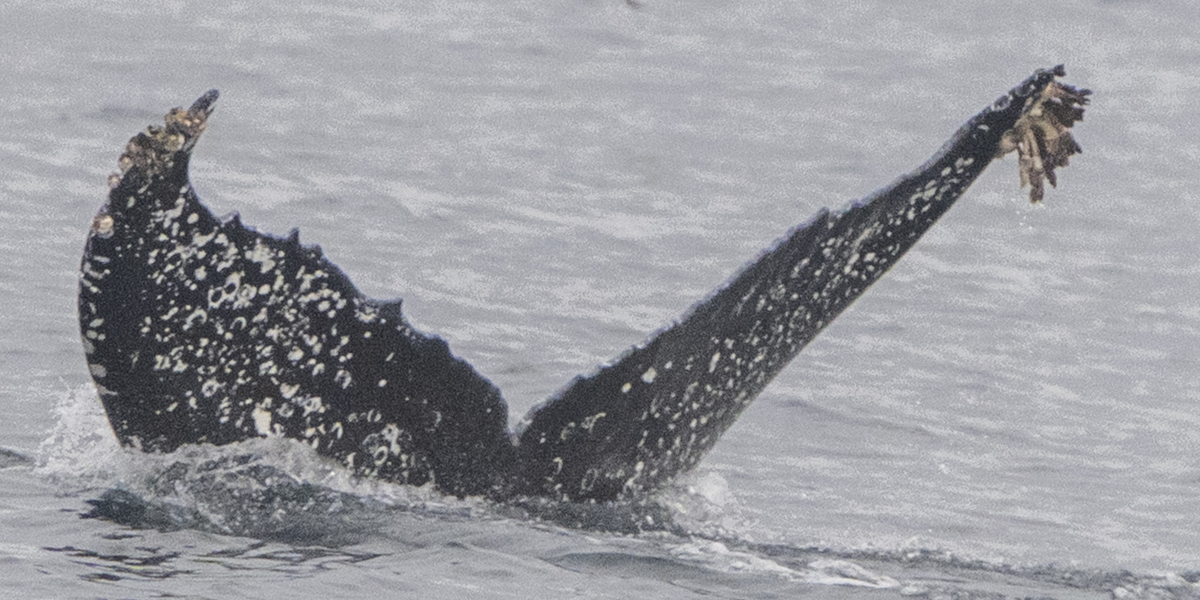Fluke of HW-MN0503972