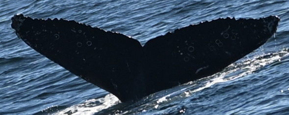 Fluke of HW-MN0503982