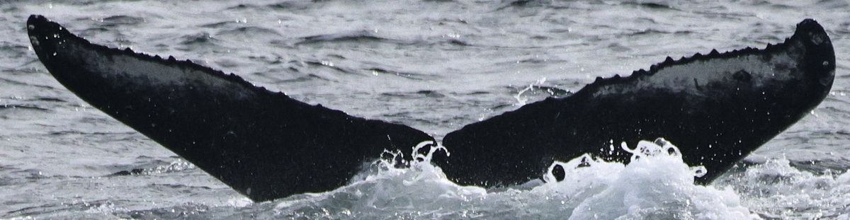 Fluke of HW-MN0510906