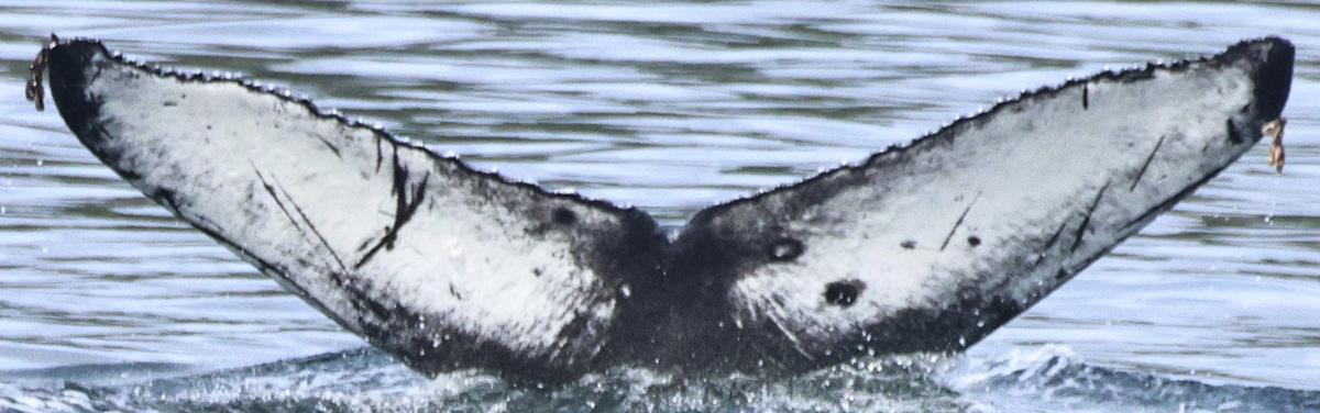 Fluke of CRC-23115