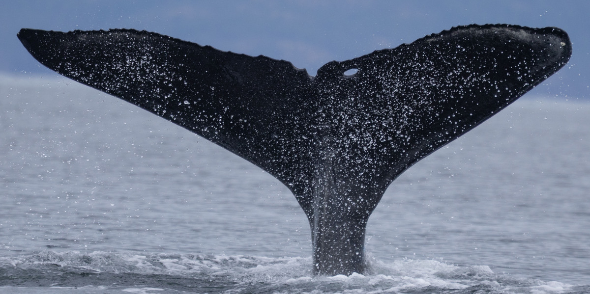 Fluke of HW-MN0510911