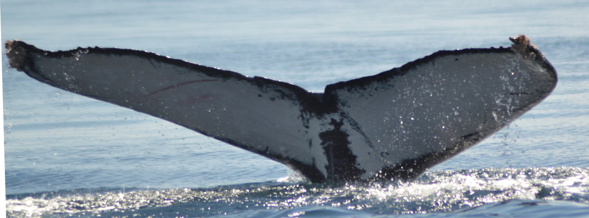 Fluke of HW-MN0524774