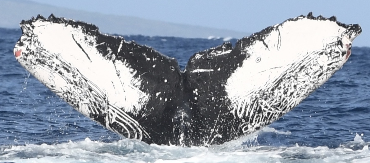 Fluke of Chukchi aka Шиса (RCHP)