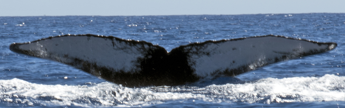 Fluke of HW-MN0440547