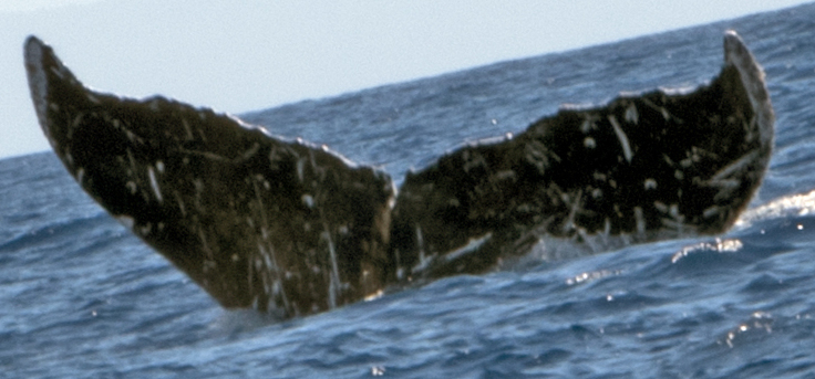 Fluke of CRC-13674