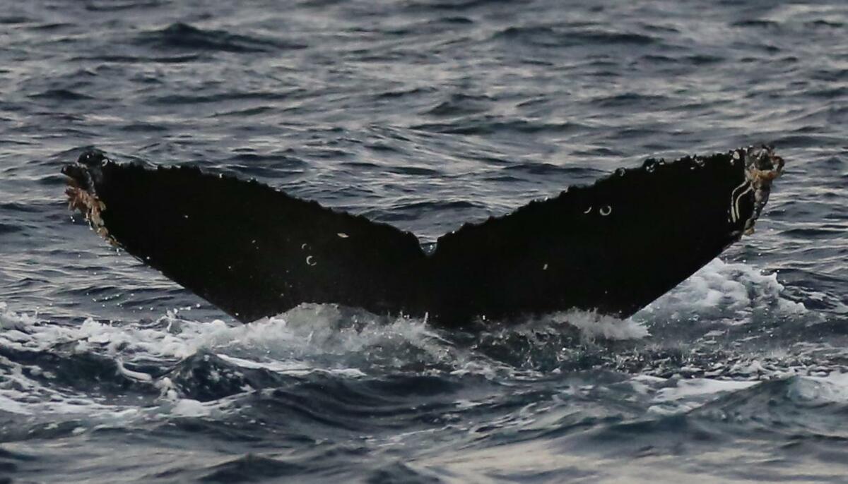 Fluke of Brutus