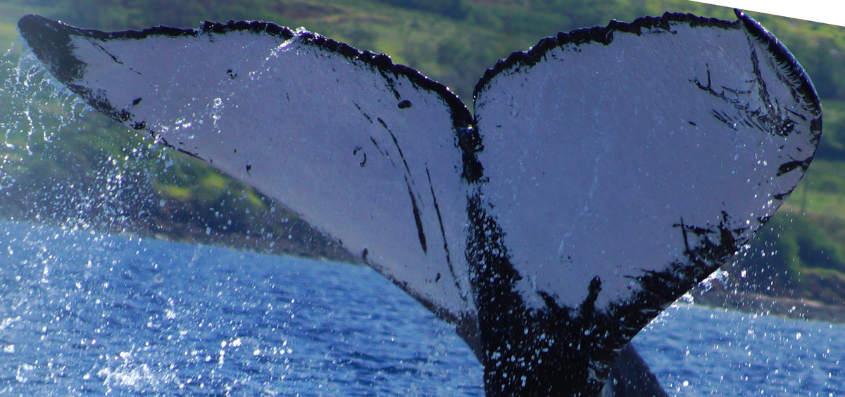 Fluke of SEAK-UASE-SWL-20050820-5-009