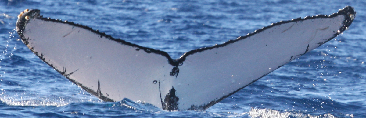 Fluke of Gandalf (Northern BC)