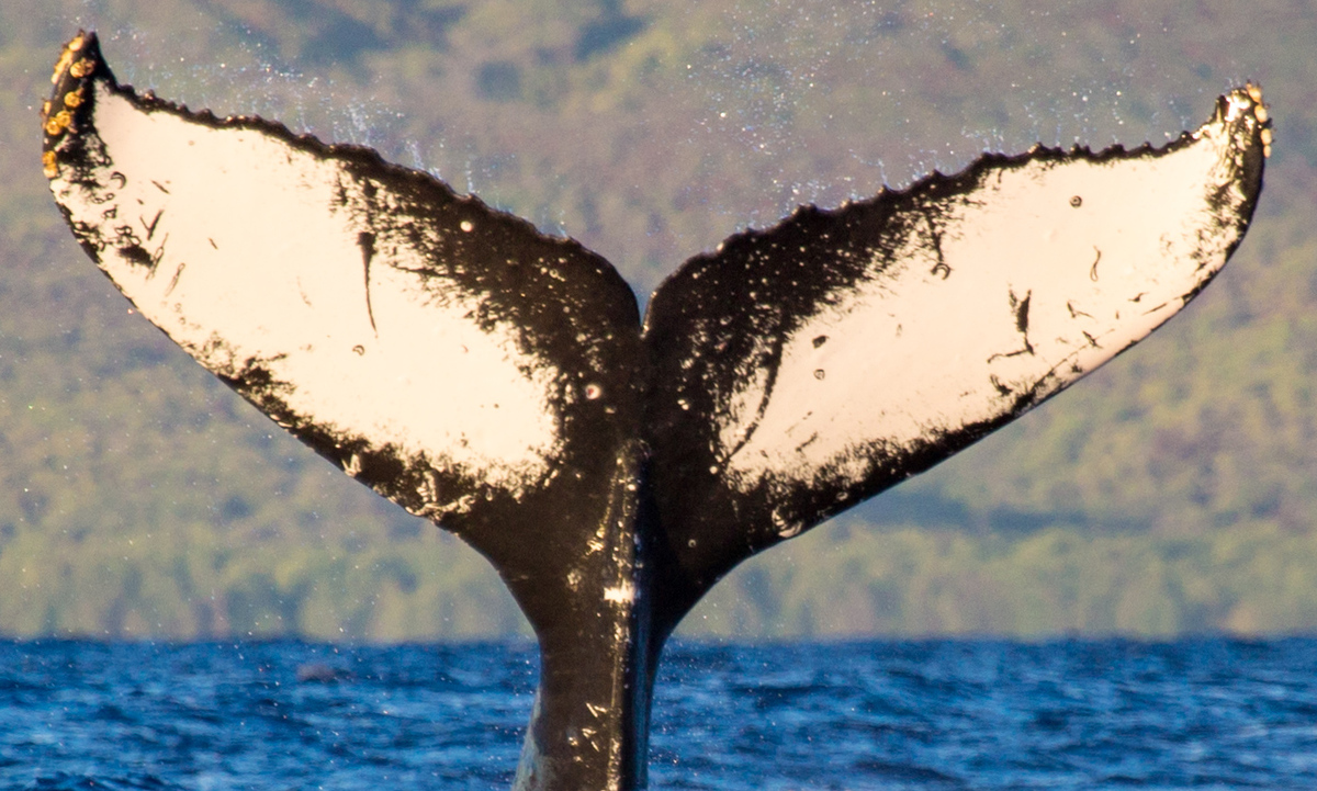 Fluke of HW-MN0440575