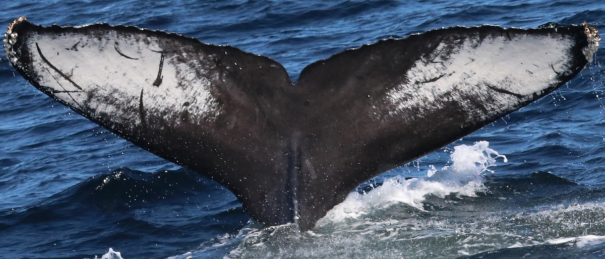 Fluke of CRC-15033
