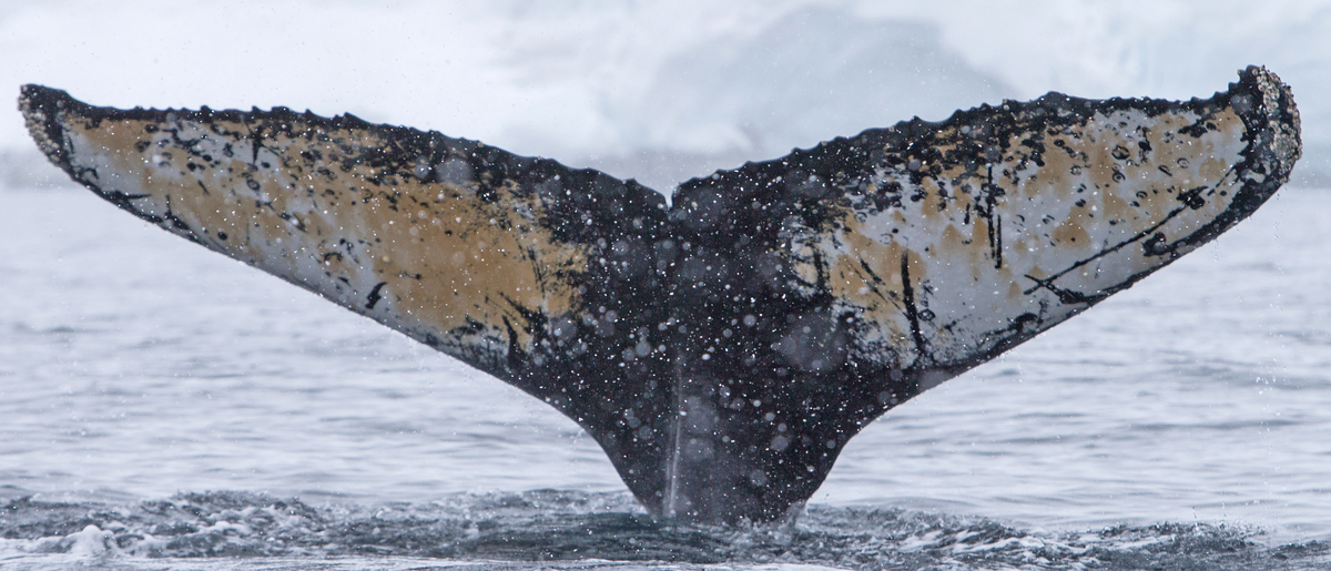 Fluke of Ander (Antarctica)