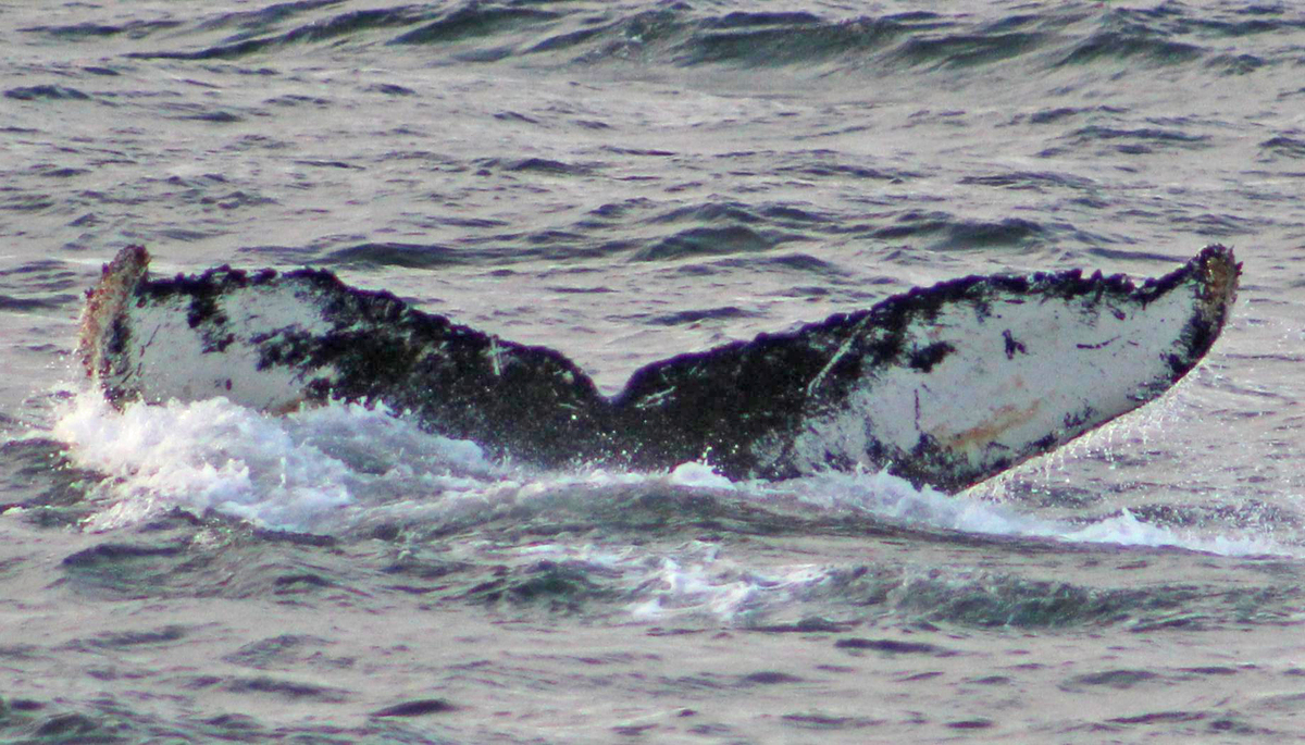 Fluke of HW-MN1300949