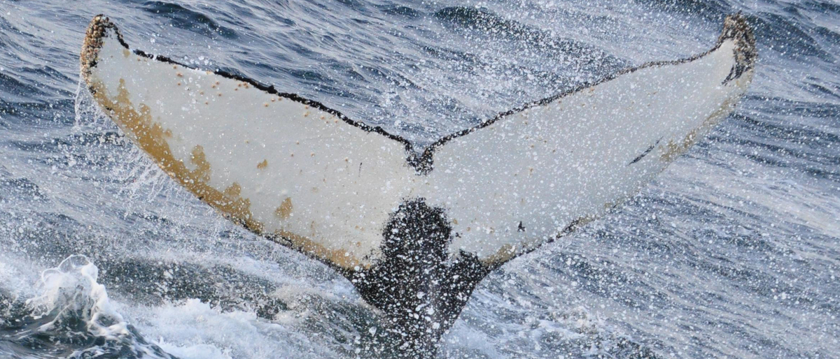 Fluke of Daniel (Antarctica)