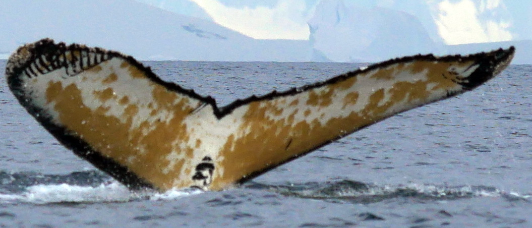 Fluke of HW-MN1300961