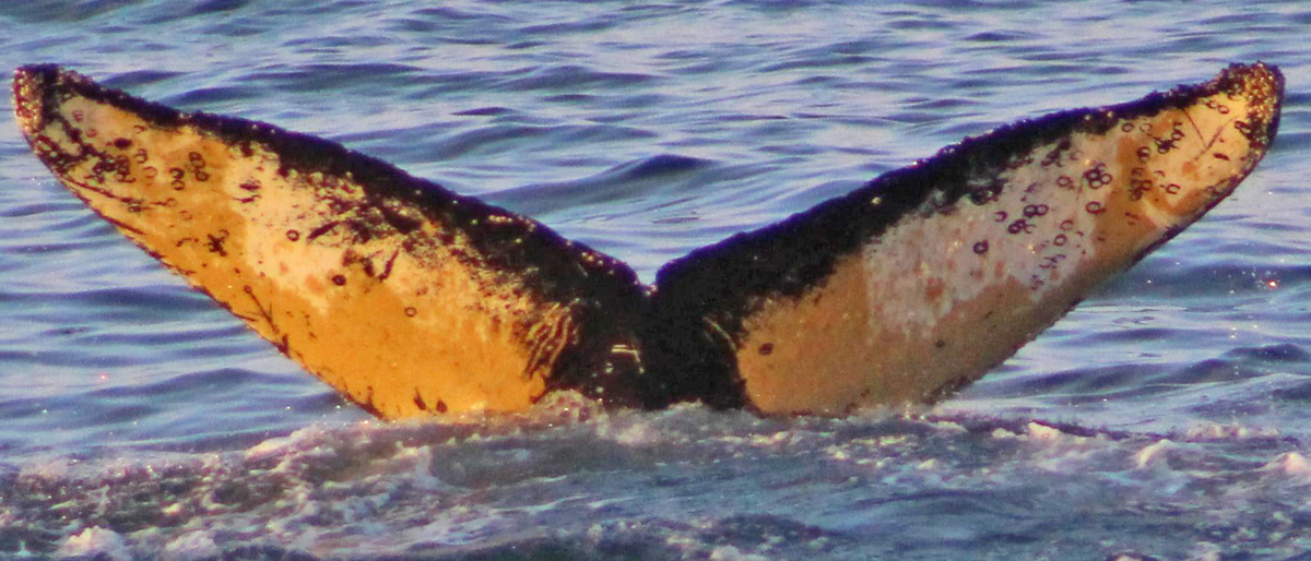 Fluke of HW-MN1300962