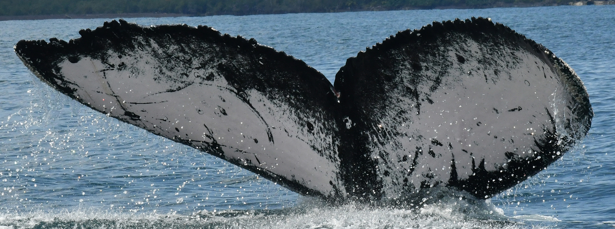 Fluke of Ma Jiayan (Antarctica)