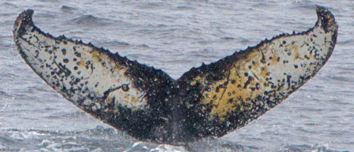 Fluke of HW-MN1300973