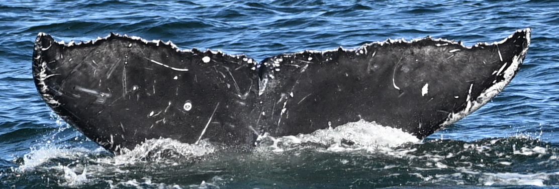 Fluke of 2024-2025 calf of CRC-20444