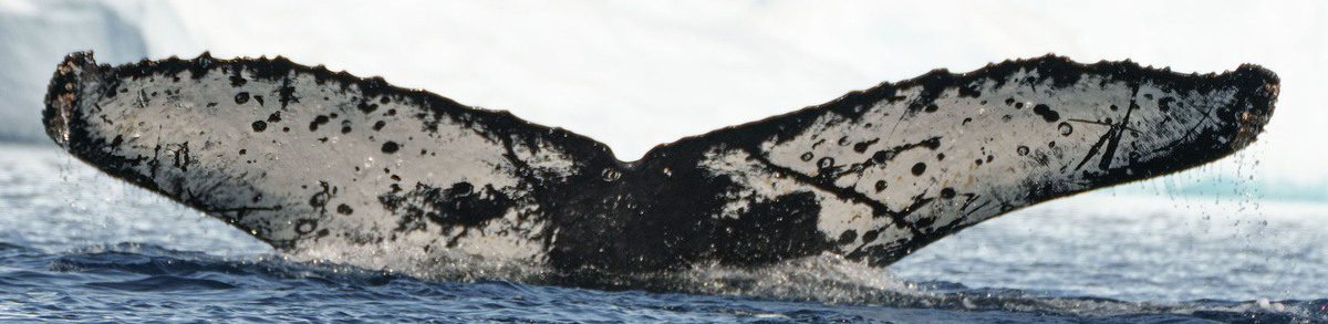 Fluke of PickyP (Antarctica)