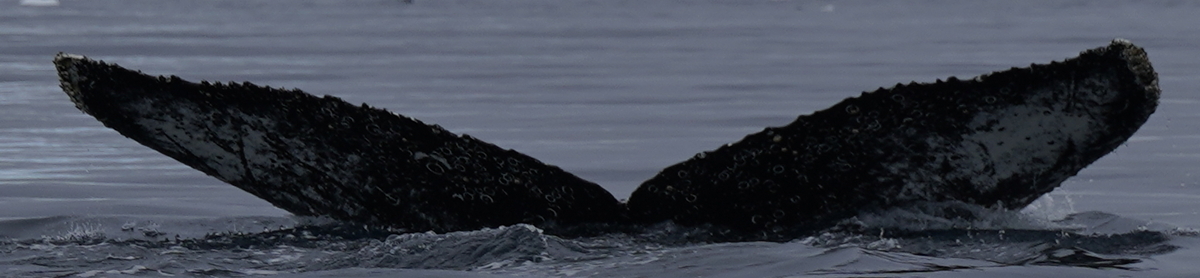 Fluke of HW-MN1308127