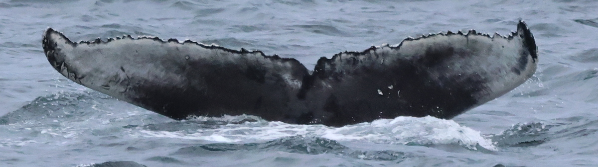 Fluke of HW-MN0104516