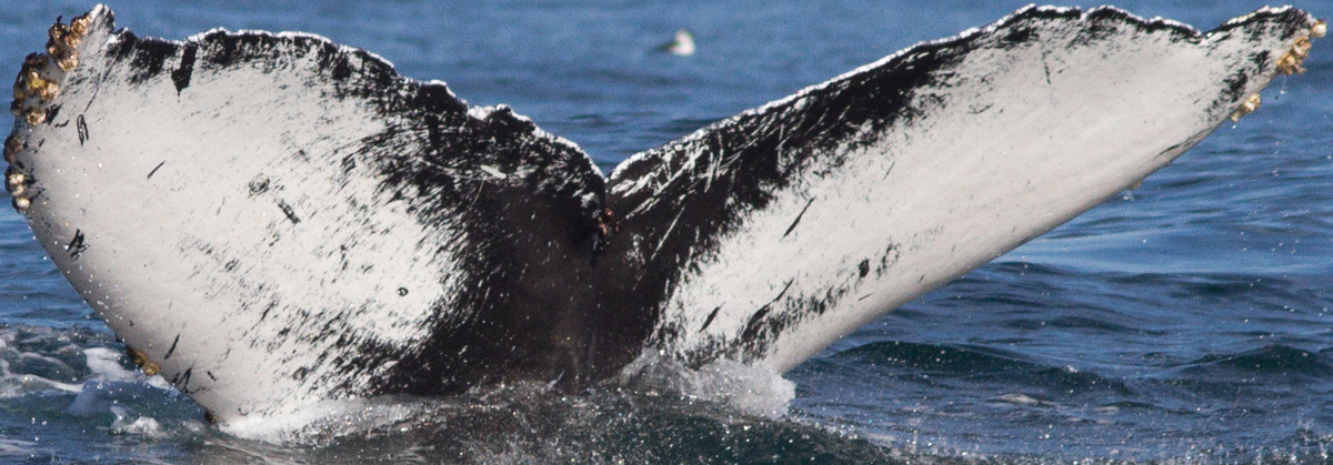 Fluke of Old Bull (California)