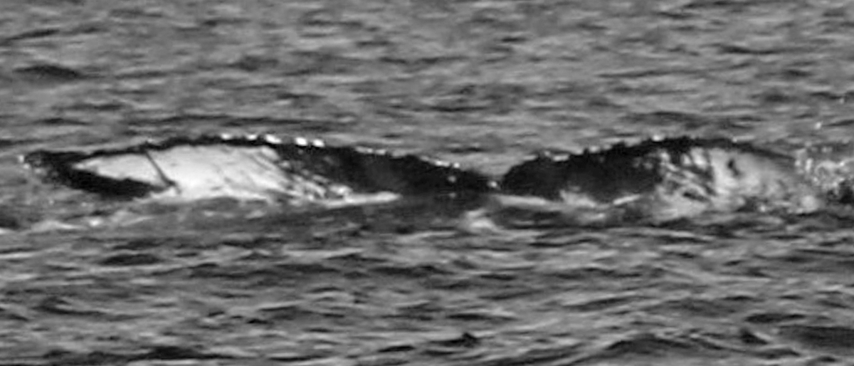 Fluke of HW-MN0440678