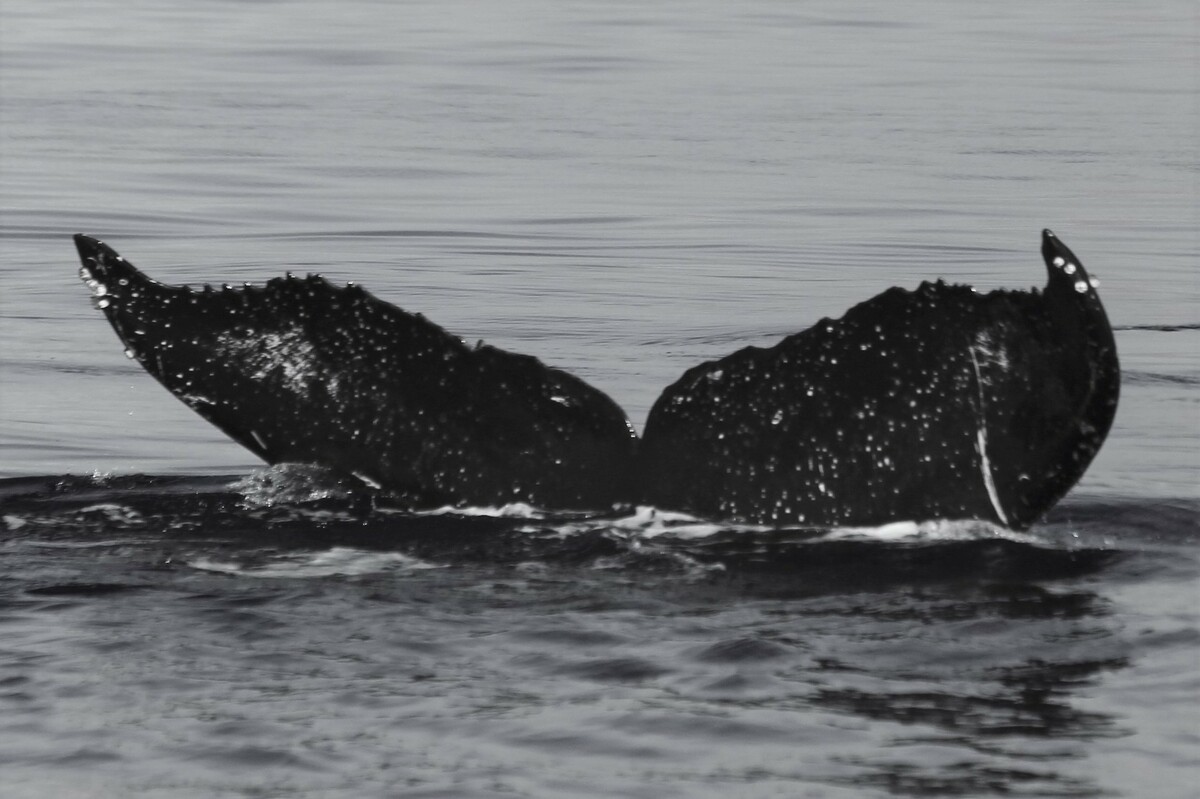 Fluke of Halulu (Hawaii)