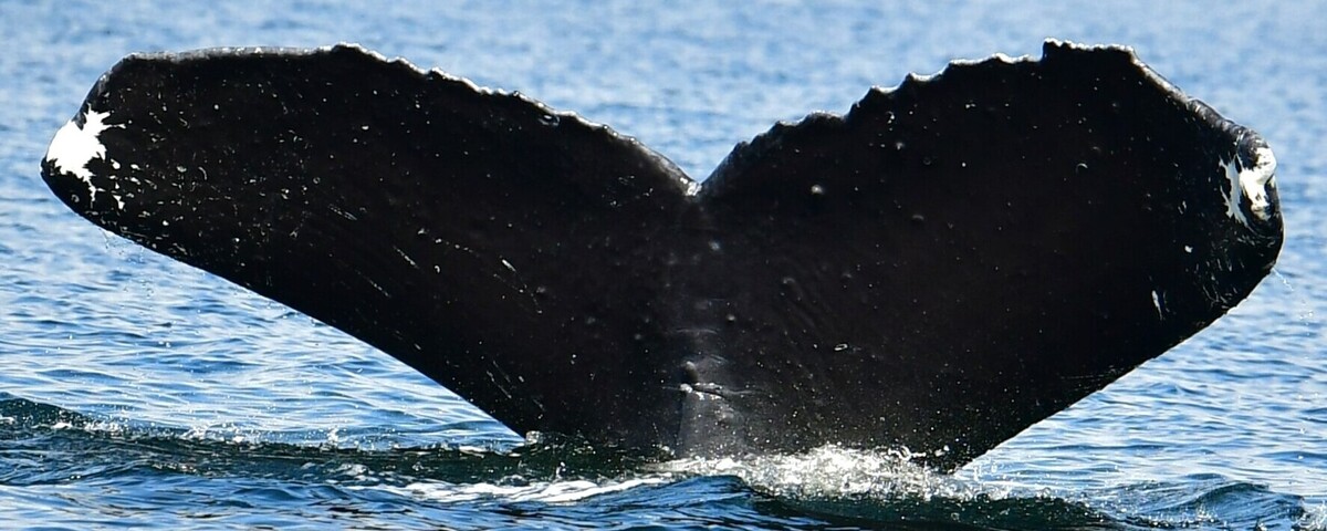 Fluke of Vancouver (Wrangell) aka Anchor (BC)