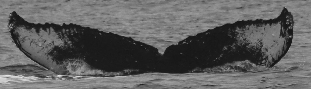 Fluke of HW-MN0440692