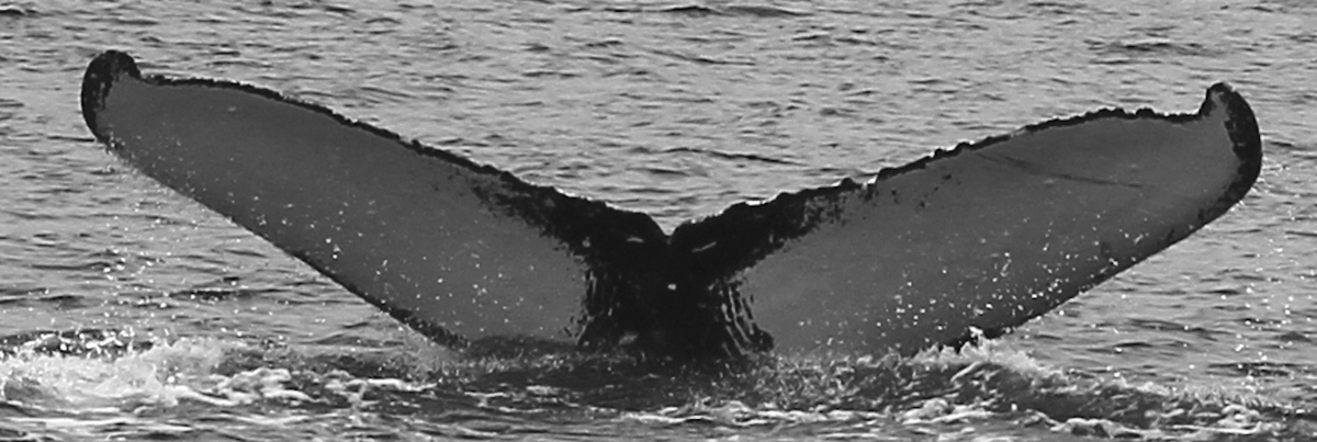 Fluke of HW-MN0440693