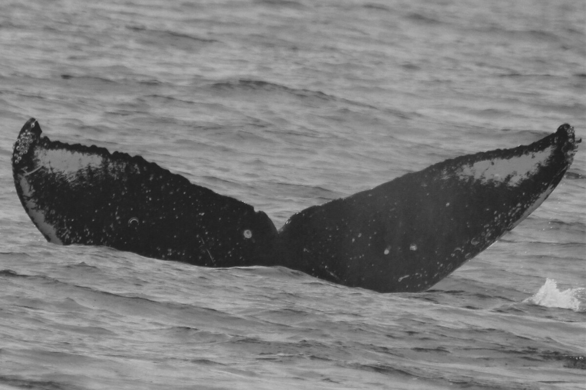 Fluke of HW-MN0440684