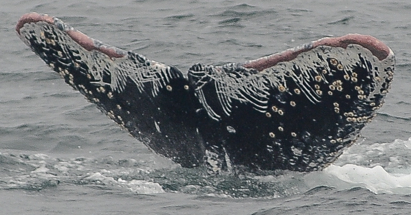 Fluke of Warrior (Salish Sea)
