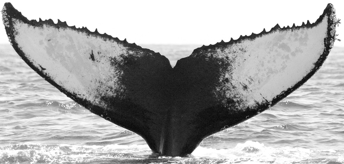 Fluke of CRC-10929