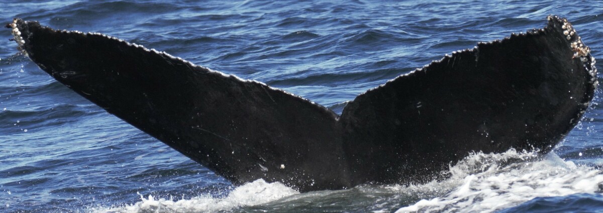 Fluke of Nitinat (Salish Sea)