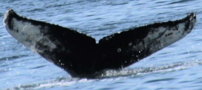 Fluke of Ellipsis (Alaska)