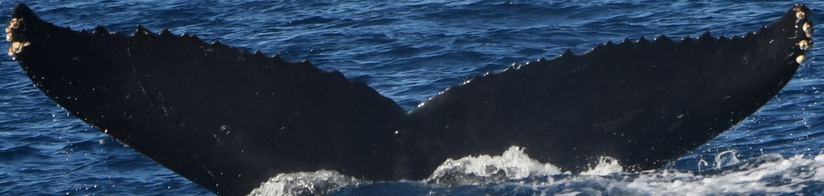Fluke of HW-MN0445353