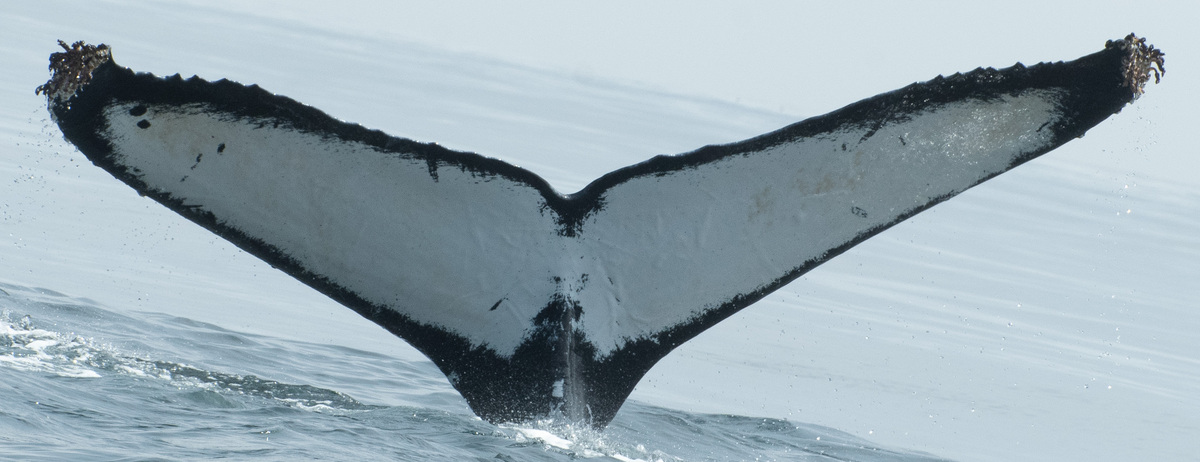 Fluke of CRC-11336
