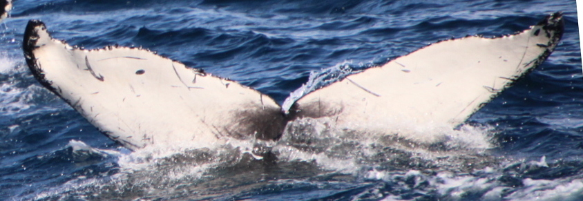 Fluke of 2024-2025 calf of CRC-12484