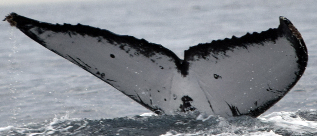 Fluke of CRC-12415