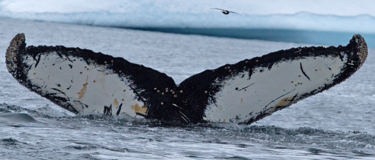 Fluke of Mir (Antarctica)
