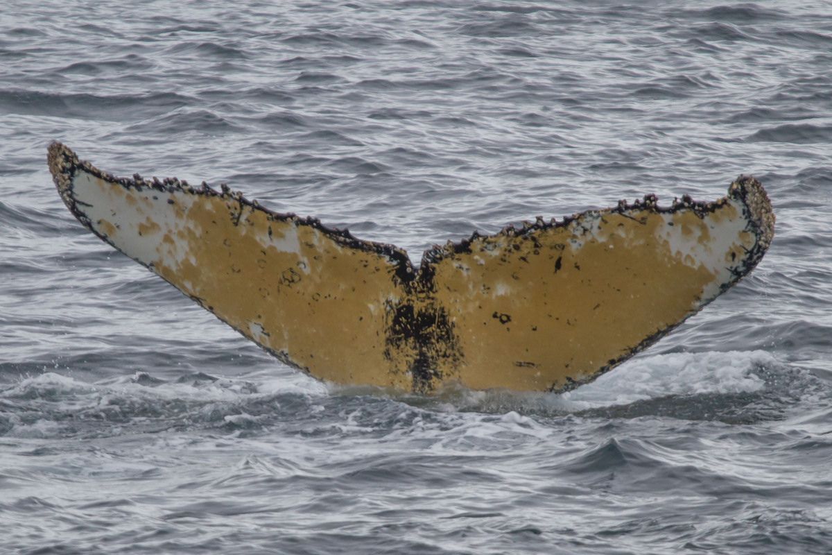 Fluke of HW-MN1300995